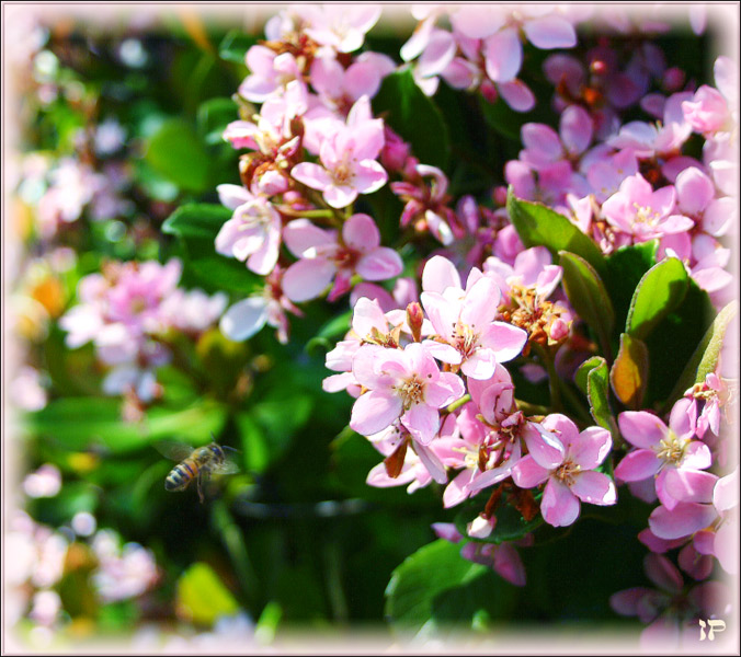 Spring mist