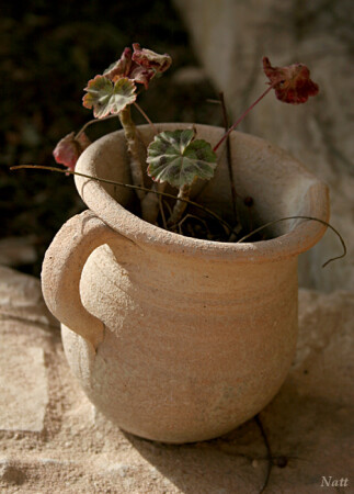 горшок с геранью