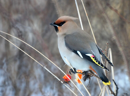 Свиристель на шиповнике