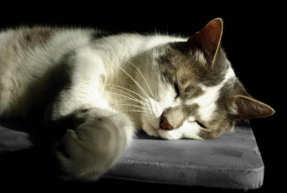 Котик...