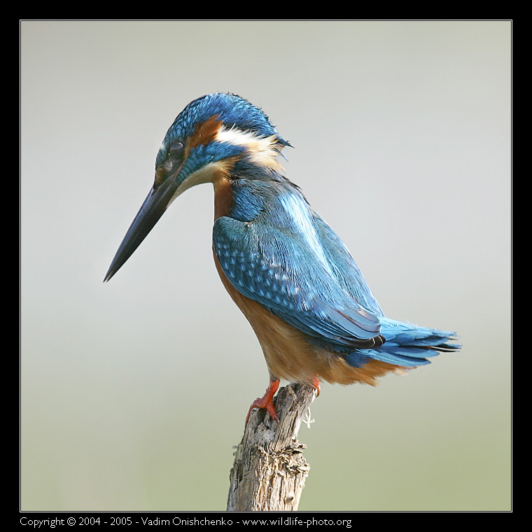 Kingfisher