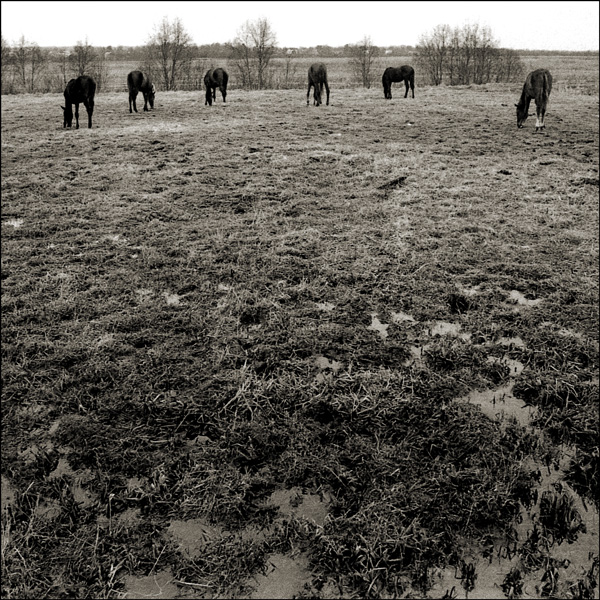 six horses