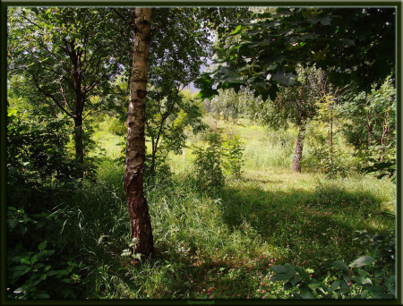 В тени