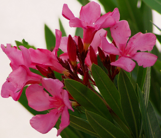 pink flowers