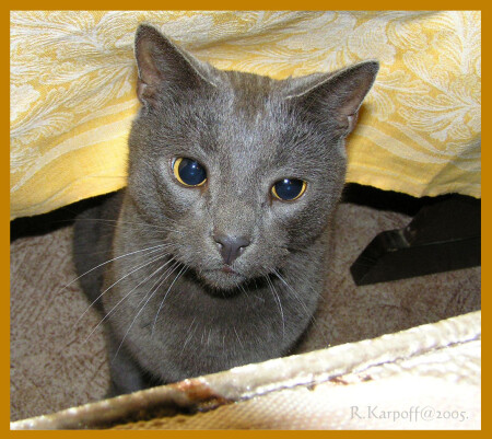 Из укрытия.