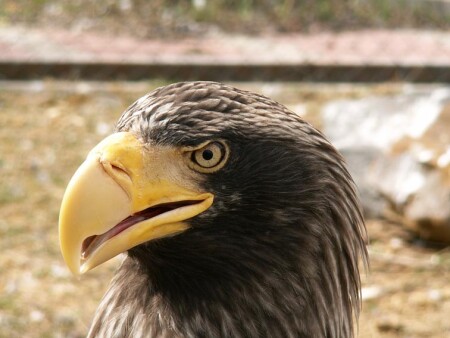 Серьёзная птица