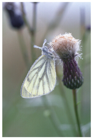 Сонный хрусталь