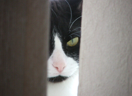 Суровый зверь