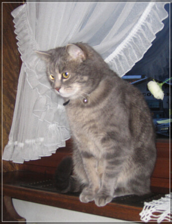 альпийский кот ver.2