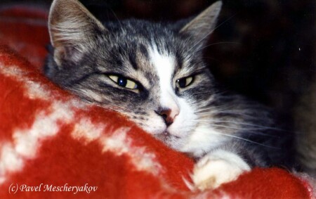 Хозяин, будь человеком! Дай поспать!!!