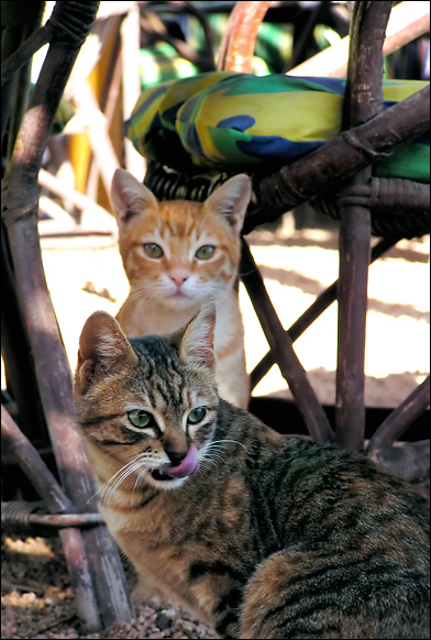 Dahab cats