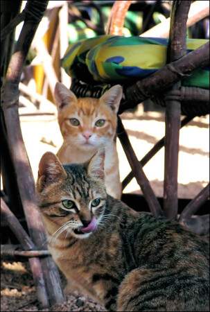 Dahab cats