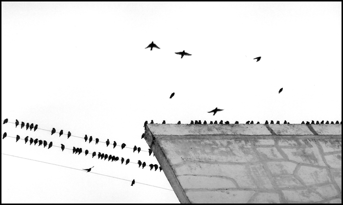 Birds