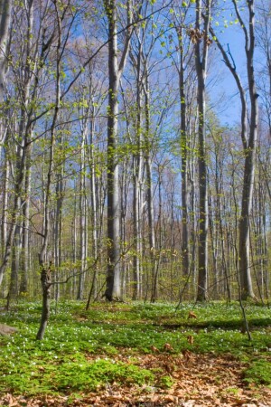 проба наводки на резкость по гиперфокальному расстоянию