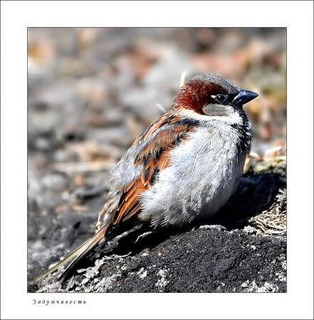 #Слово не воробей, а Passer domesticus #