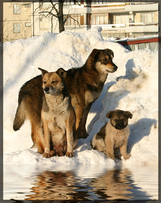 Тоже семья