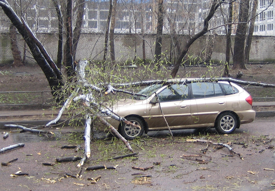 Здравствуй дерево!
