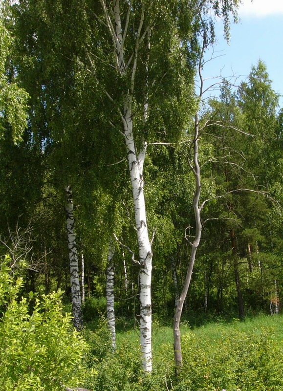 Молодой сосед