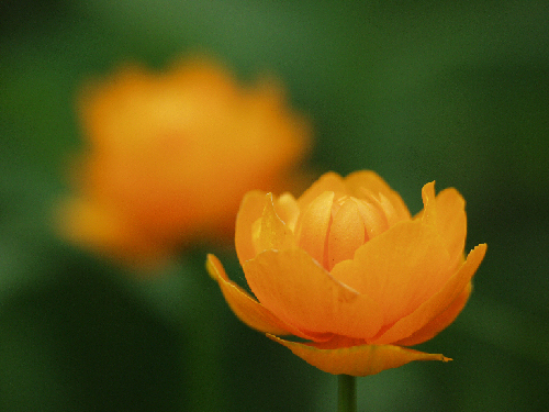 жарки