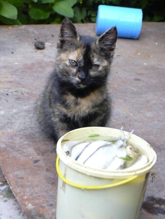 Сытый голодному не товарищ