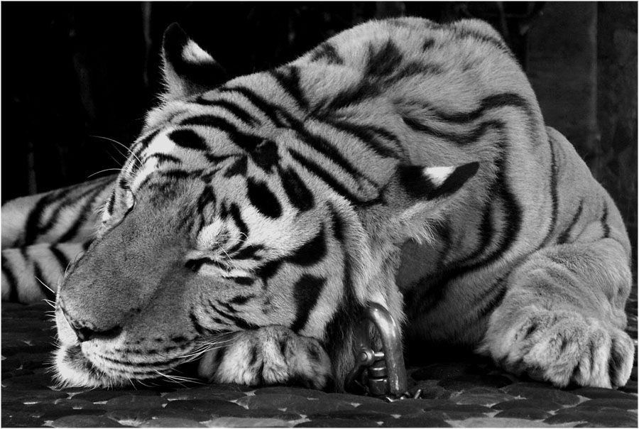 ~Pacific Grace of Tiger~