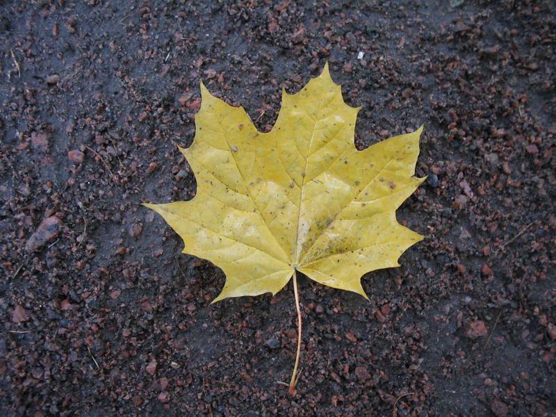 leaf