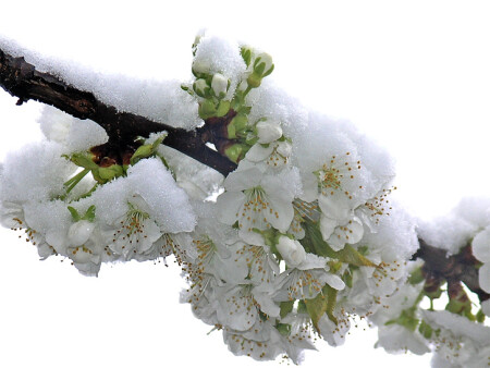 Поздний снег