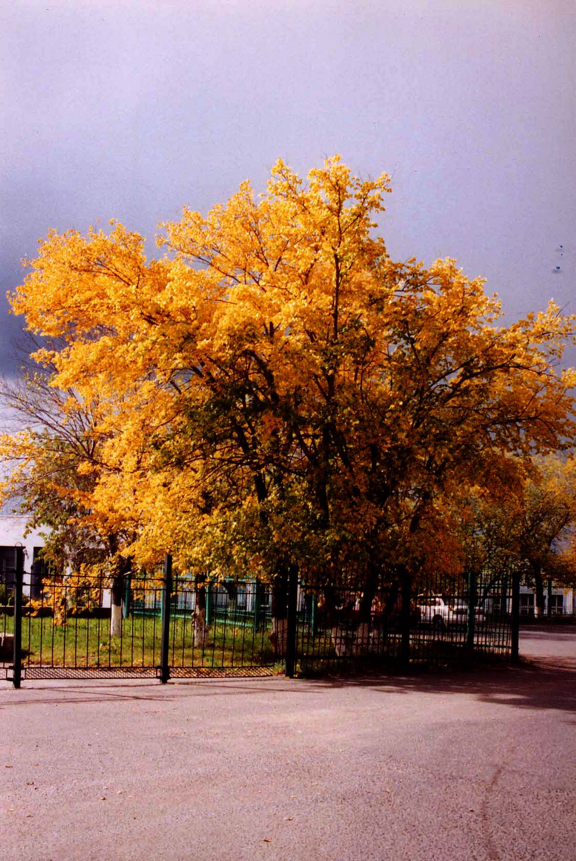 цвет