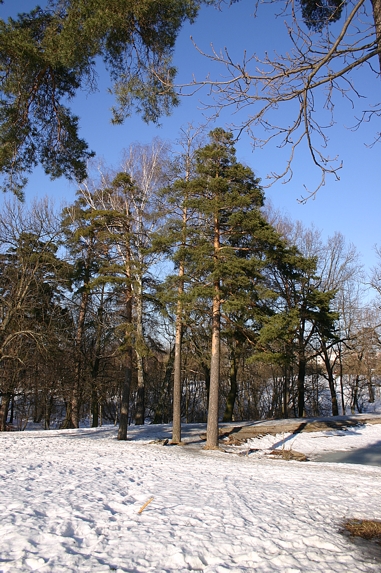 Сосны в Узком