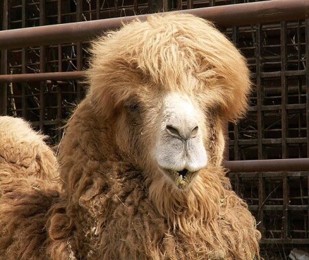 Какой павлин-мавлин, не видишь ми кушяем.....