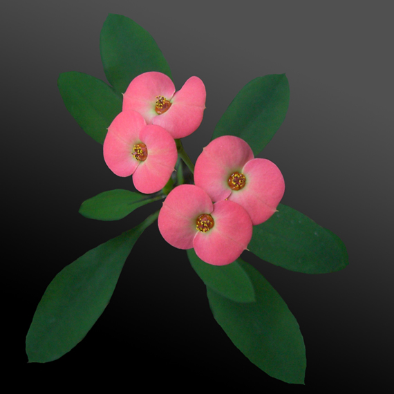 Just a Flower
