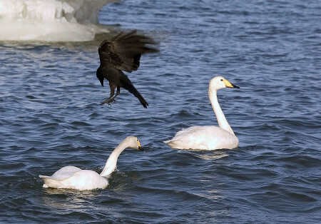 Черное Белое