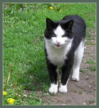 Котяра