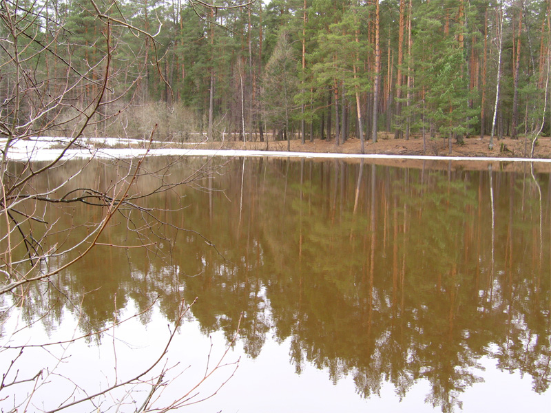 Лесное зеркало