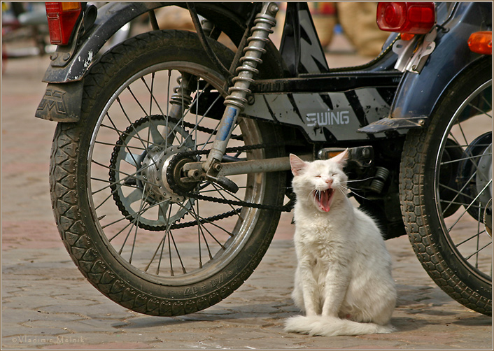 уКОТали... 