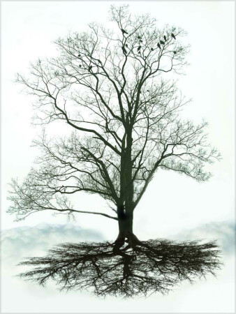 Корни.