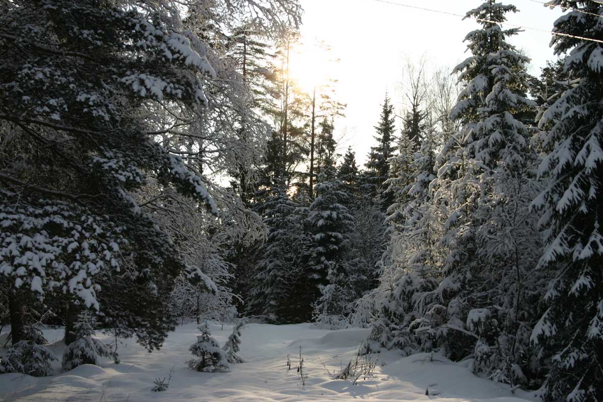 Зимний лес