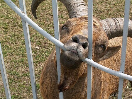 Атайди, калитка аткрывать буду...