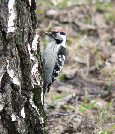 В поисках личинок (репост)