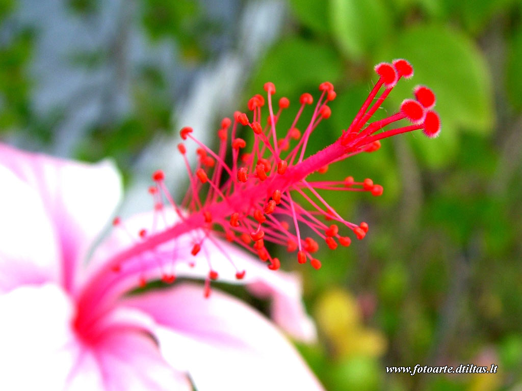 Hibiscus pink