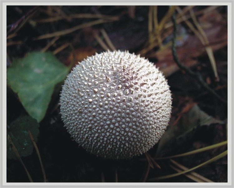 Lycoperdon perlatum