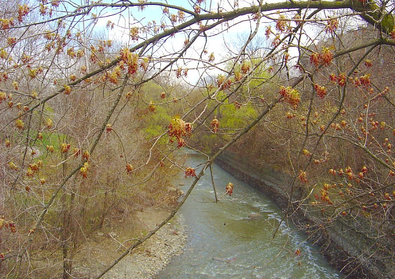 Кленовая весна
