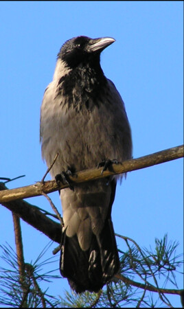 Дневной дозор
