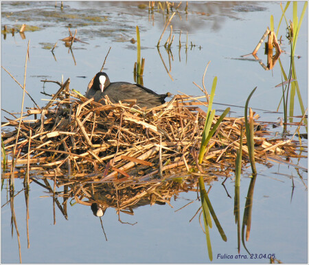 Лысуха на гнезде.