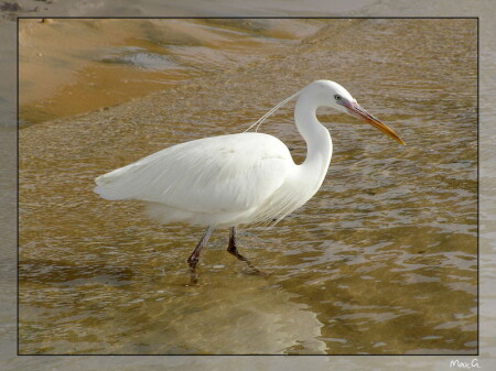 Красноморская цапля