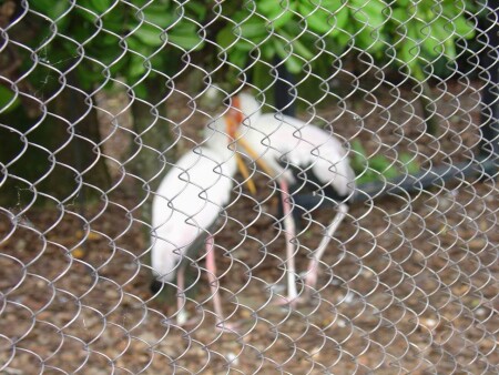 Птичья любовь