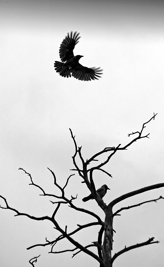 Two ravens on a dead tree