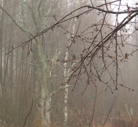 туманные капельки