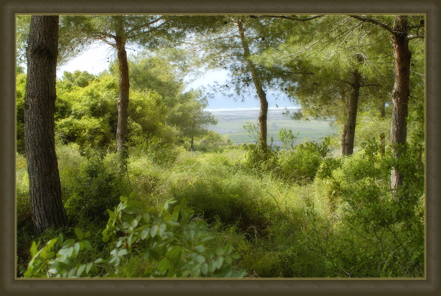 Forest ___ лес