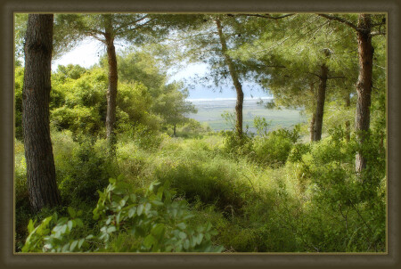 Forest ___ лес